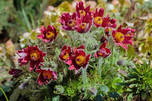 Preview: Beautiful Spring Red Flowers Pasqueflower Garden. Pasqueflower (Pulsatilla Vulgaris) In Spring