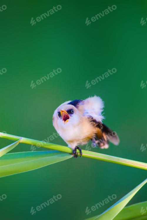 Preview: Cute Bird. Green Nature Background. Bearded Reedling / Panurus Biarmicus