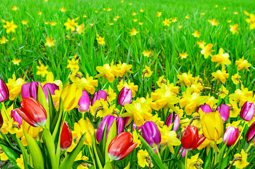 Preview: Spring Flowers Daffodils And Tulips