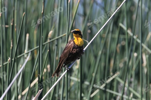 Preview: Yellow-Headed Blackbird (Xanthocephalus Xanthocephalus)