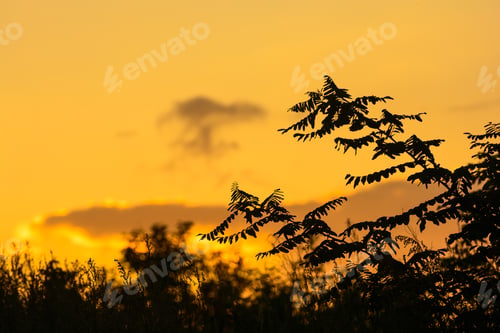 Preview: Silhouettes Of Trees Against Orange Sunset Sky