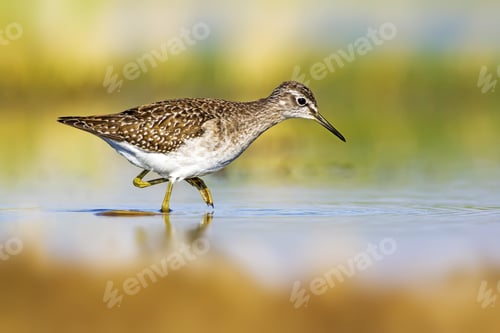 Preview: Water And Bird. Sandpiper. Colorful Nature Background. Bird: Wood Sandpiper. Tringa Glareola.