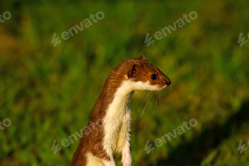 Preview: Weasel. Green Nature Background. Least Weasel. Mustela Nivalis