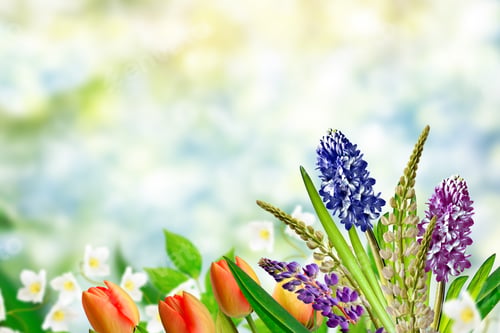 Preview: Bright And Colorful Flowers Tulips On The Background Of Spring Landscape.