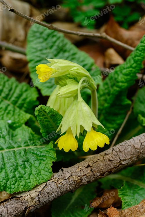 Preview: Primula Veris In Natural Habitat