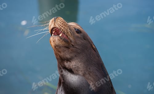 Preview: California Seals Commonly Called Sea Lions In Morro Bay, California, Usa