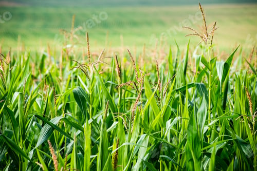Preview: Cultivated Field Corn In Bright Summer Day In Countryside