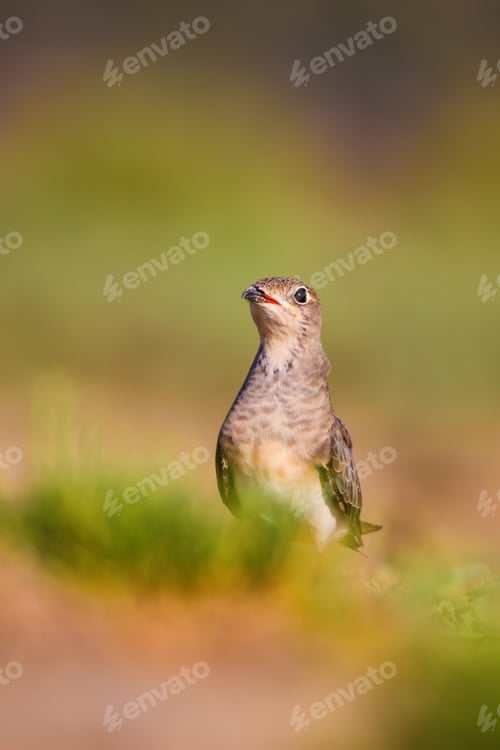 Preview: Cute Bird Collared Pratincole. Warm Colors Nature Background. Collared Pratincole / Glareola