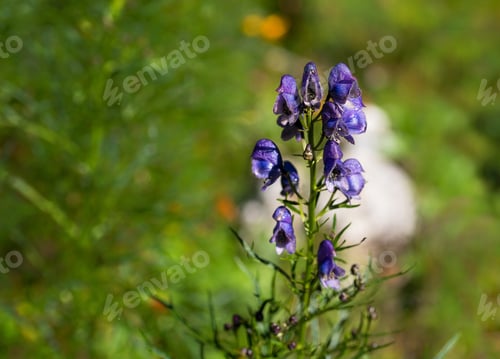Preview: Purple Flowers In The Mountains