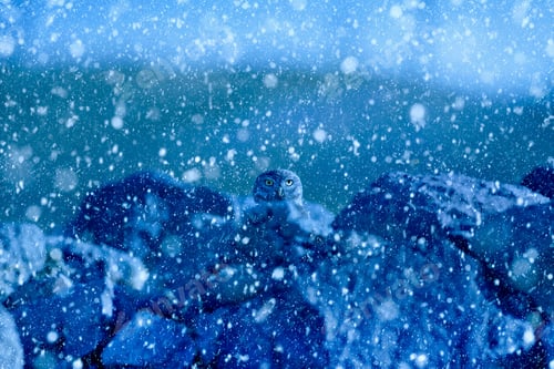 Preview: Winter Season And Birds. Falling Snow. Blue Nature Background. Little Owl.