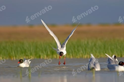 Preview: Flying Gull. Blue Green Nature Background. Bird: Mediterranean Gull. Ichthyaetus Melanocephalus.