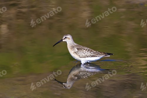 Preview: Cute Litte Water Bird. Green, Blue And Brown Water Nature Background.