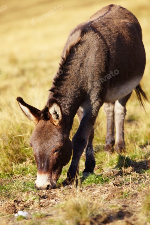 Preview: Portrait Of A Donkey Grazing On A Pasture