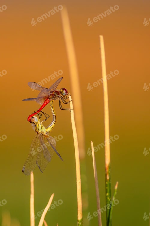 Preview: Cute Dragonflies. Colorful Nature Background.