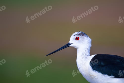 Preview: Cute Bird Portrait. Colorful Nature Background. Common Water Bird.