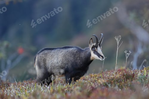 Preview: Chamois (Rupicapra Rupicapra) Vosges Mountains, France
