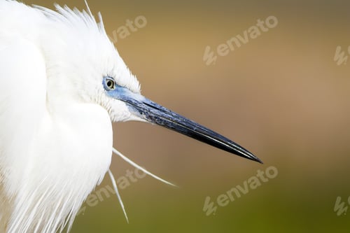 Preview: White Beauty Heron. Colorful Water Nature Background. Bird: Little Egret. Egretta Garzetta.