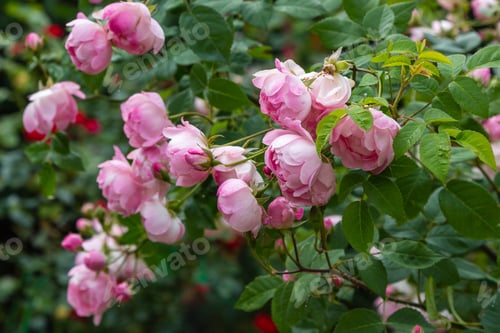 Preview: Pink Roses On A Natural Background. Growing Roses In The Garden. Pink Rose Flowers On The Rose Bush