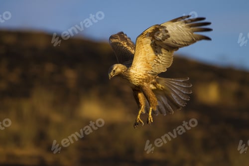 Preview: Bird Of Prey. Flying Buzzard. Yellow Nature Habitat Background. Bird: Long Legged Buzzard. Buteo