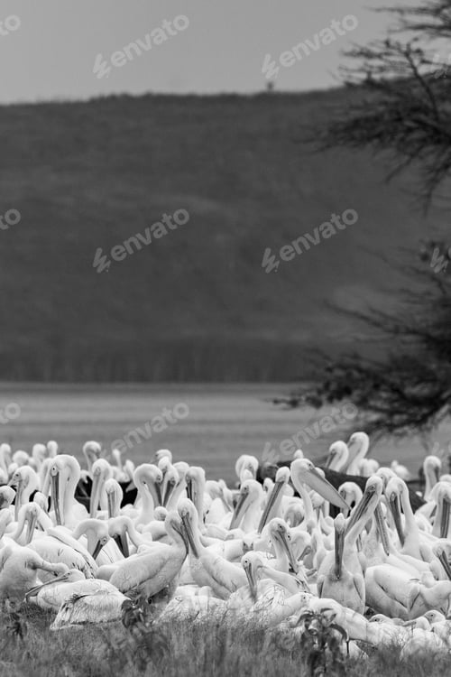 Preview: Great White Pelicans In Lake Nakuru National Park - Kenya, Africa.