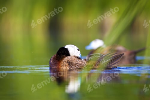 Preview: Swimming Cute Duck. Colorful Nature Background. Bird: White Headed Duck. Oxyura Leucocephala.