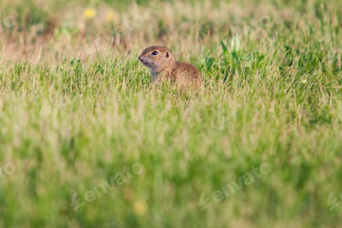 Preview: Gopher In The Grass