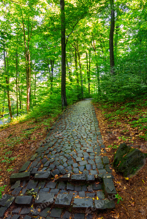 Preview: Cobble Stone Path Through Forest. Lovely Nature Scenery With Tall Trees And Green Foliage