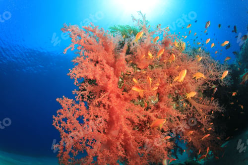 Preview: Colorful Soft Corals In The Red Sea