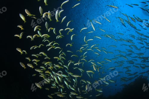 Preview: Bigeye Snapper Fish School In Blue Ocean