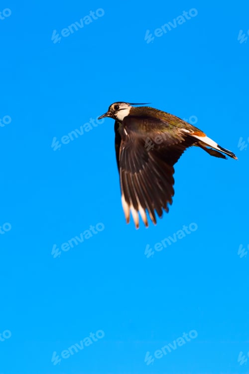 Preview: Flying Water Bird. Blue Sky Background.