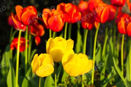 Preview: Colorful Tulips In Early Spring In The Garden