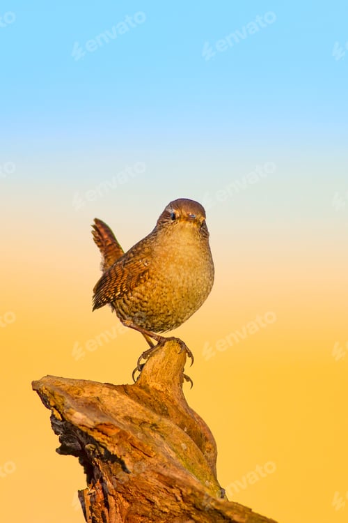 Preview: Cute Bird. Yellow Blue Natural Background.