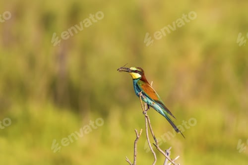 Preview: Colorful Bird And Its Hunt. Green Yellow Nature Background. Bird: European Bee Eater. Merops