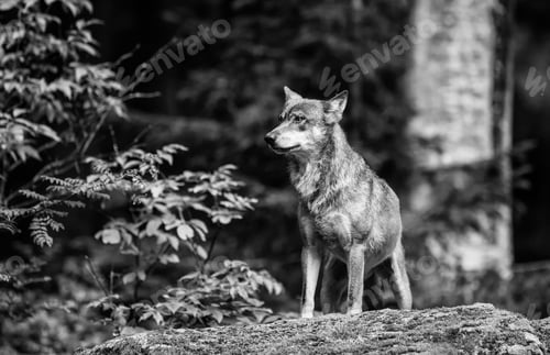 Preview: Wolf In The Bavarian Forest National Park, Bavaria, Germany