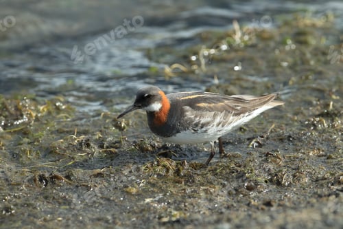 Preview: Red-Necked Phalarope (Phalaropus Lobatus) Iceland