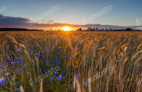 Preview: Landscape Of Corn Field At Summer. Beautiful Polish Countryside.