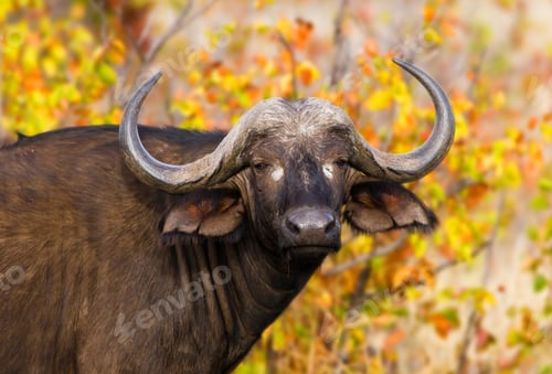 Preview: African Buffalo In Kruger National Park, South Africa
