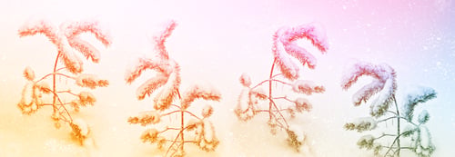 Preview: Frozen Winter Forest With Snow Covered Trees.