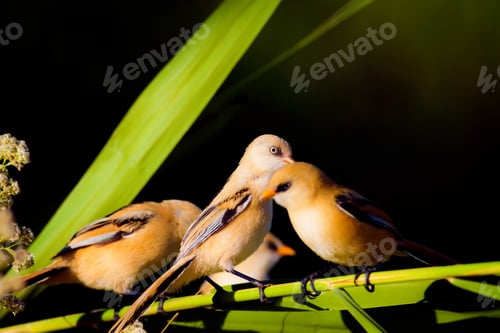 Preview: Cute Birds. Black Nature Background. Bearded Reedling / Panurus Biarmicus