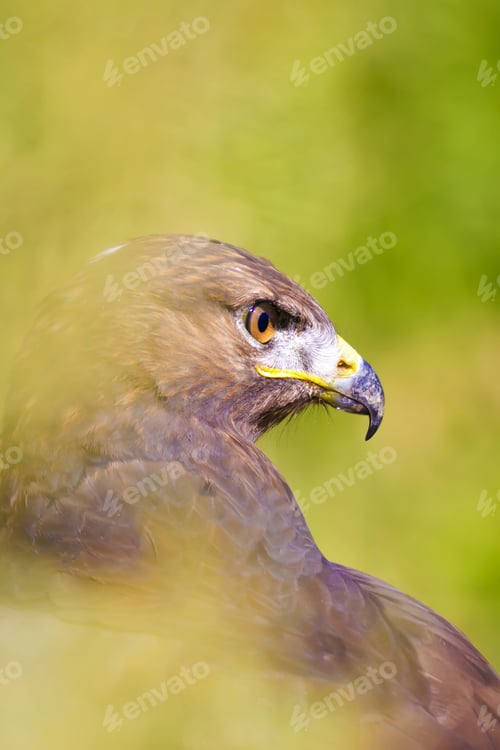 Preview: Bird Of Prey. Buzzard Portrait. Green Nature Background. Bird: Long Legged Buzzard. Buteo Rufinus.