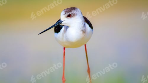 Preview: Water And Bird. Cute Waterfowl. Natural Background. Black Winged Stilt