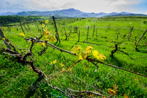 Preview: Amazing Spring Landscape With Grape Plants Field, Armenia