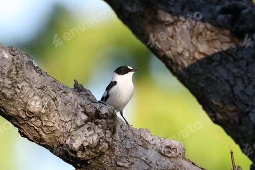 Preview: Collared Flycatcher (Ficedula Albicollis) Germany