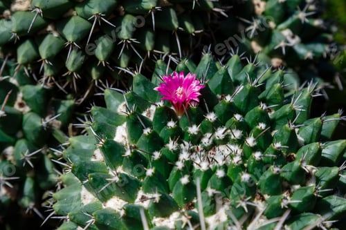 Preview: Cacti In The Botanical Garden. Cactus (Lat. Cactaceae) Close Up
