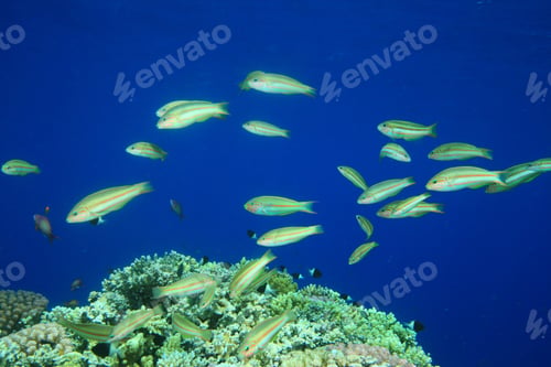 Preview: Klunzinger'S Wrasses (Thalassoma Ruepellii) In Mating Ritual