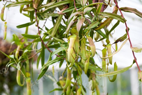 Preview: Carnivourous Plant With Details