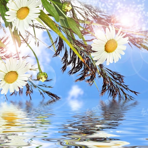 Aperçu: Chamomile Flowers And Blue Sky With Clouds