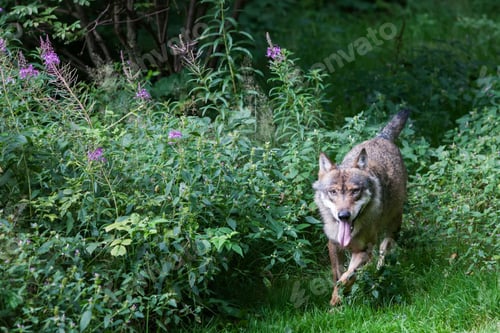 Preview: Gray (Or Grey) Wolves (Canis Lupus) In The Bayerischer Wald National Park In Bavaria, Germany