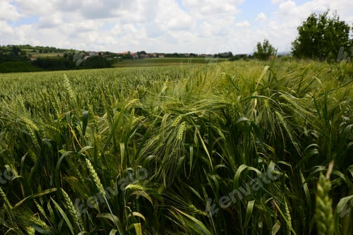 Preview: A Field With Green Wheat, Ear Of Wheat