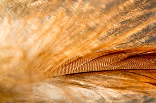 Vista previa: Pluma de gallo colorida con detalles y reflejos